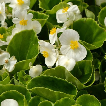 Begonia semperflorens - 'Super Olympia White' Wax Begonia Begonia semperflorens - 'Super Olympia White' Wax Begonia