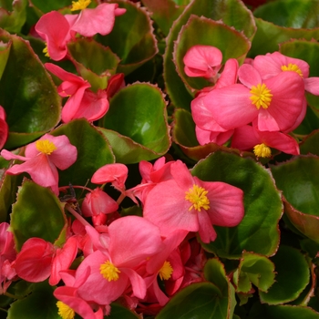 Begonia semperflorens - 'Super Olympia Rose' Wax Begonia