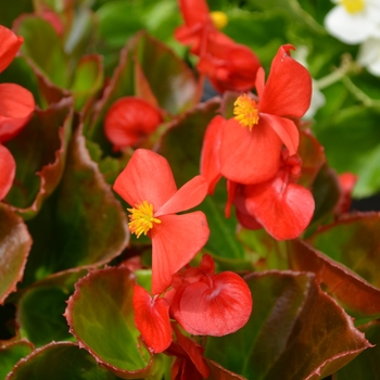 Begonia semperflorens - 'Super Olympia Red' Wax Begonia