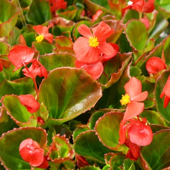 Begonia semperflorens - 'Super Olympia Red' Wax Begonia