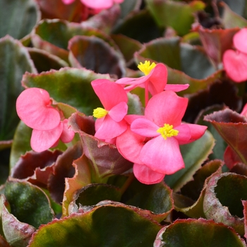 Begonia semperflorens (Wax Begonia) - Cocktail® Tequila