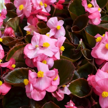Begonia semperflorens (Wax Begonia) - Cocktail® Gin Begonia semperflorens (Wax Begonia) - Cocktail® Gin