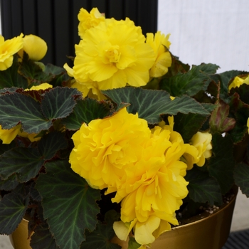 Begonia x tuberhybrida (Tuberous Begonia) - Nonstop® 'Yellow' Begonia x tuberhybrida (Tuberous Begonia) - Nonstop® 'Yellow'