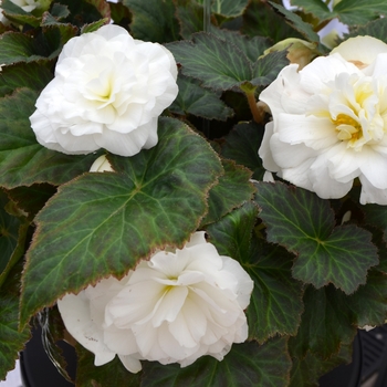 Begonia x tuberhybrida (Tuberous Begonia) - Nonstop® 'White' Begonia x tuberhybrida (Tuberous Begonia) - Nonstop® 'White'