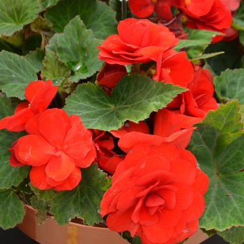 Begonia x tuberhybrida (Tuberous Begonia) - Nonstop® 'Red' Begonia x tuberhybrida (Tuberous Begonia) - Nonstop® 'Red'