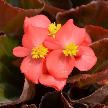 Begonia semperflorens (Wax Begonia) - Cocktail® Vodka Begonia semperflorens (Wax Begonia) - Cocktail® Vodka