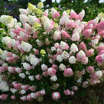 Hydrangea paniculata - Strawberry Sundae® Hydrangea paniculata - Strawberry Sundae®