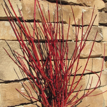 Cornus amomum - 'Cayenne' Dogwood Cornus amomum - 'Cayenne' Dogwood