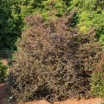 Loropetalum chinense var. rubrum - 'Sparkling Sangria™' Chinese Fringe-Flower