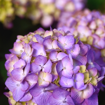 Hydrangea macrophylla - BloomStruck® Bigleaf Hydrangea