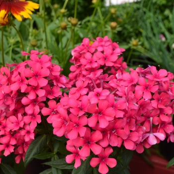 Phlox paniculata (Garden Phlox) - Flame&trade; Red