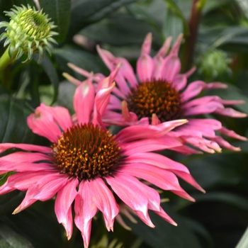 Echinacea purpurea (Coneflower) - Meadow Mama 'Playful'