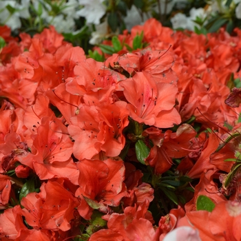 Rhododendron (Azalea) - Encore&reg; 'Autumn Sunset&trade;'