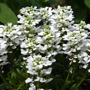 Iberis sempervirens - Candytuft