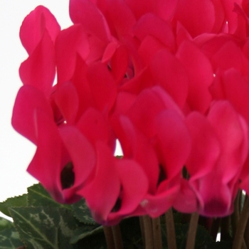 Cyclamen persicum () - Dreamscape™ 'Deep Rose'
