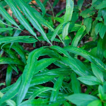 Coniogramme emeiensis - 'Golden Zebra' Striped Bamboo Fern