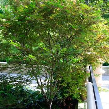 Acer palmatum - 'Purple Ghost' Japanese Maple