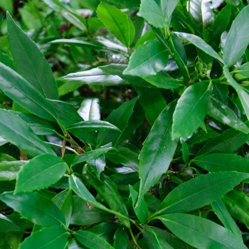 Aucuba japonica - 'Serratifloia' Sawtoothed Japanese Aucuba Aucuba japonica - 'Serratifloia' Sawtoothed Japanese Aucuba