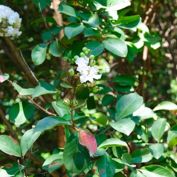 Lagerstroemia indica - 'Burgundy Cotton®' Crape Myrtle Lagerstroemia indica - 'Burgundy Cotton®' Crape Myrtle