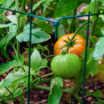 Lycopersicon esculentum - 'Big Beef' Beefsteak