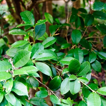 Osmanthus fragrans - Fragrant Tea Olive