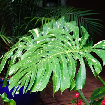 Monstera deliciosa ''Cheesecake'' (Variegated Split-leaf Philodendron) - Cheesecake Variegated Split-leaf Philodendron Monstera deliciosa ''Cheesecake'' (Variegated Split-leaf Philodendron) - Cheesecake Variegated Split-leaf Philodendron