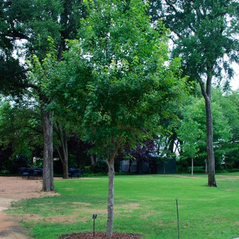 Acer rubrum - 'Sun Valley' Red Maple Acer rubrum - 'Sun Valley' Red Maple