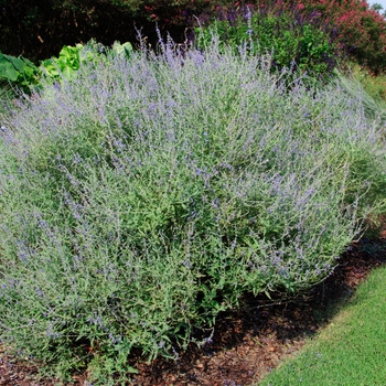 Perovskia atriplicifolia 'Crazy Blue' PP25639 (Russian Sage) - Crazy Blue Russian Sage