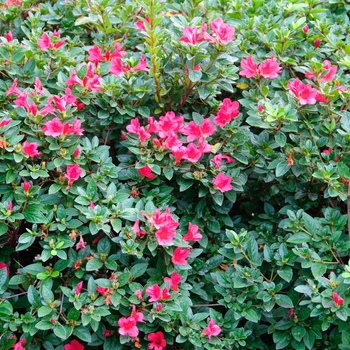 Rhododendron (Azalea) - Encore® 'Autumn Ruby®'