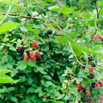 Rubus fruticosa 'Chester' (Blackberry) - Chester Blackberry Rubus fruticosa 'Chester' (Blackberry) - Chester Blackberry