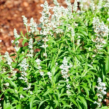 Salvia farinacea - Cathedral&trade; 'White'