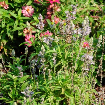 Salvia farinacea - Cathedral&trade; 'Lavender'
