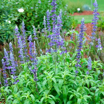 Salvia farinacea - Cathedral&trade; 'Purple'