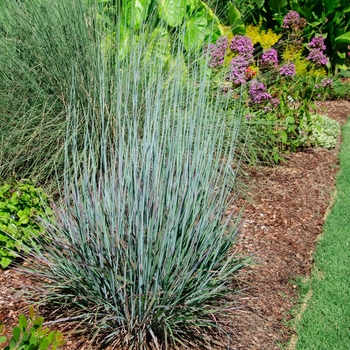 Schizachyrium scoparium - 'Standing Ovation' Little Bluestem Schizachyrium scoparium - 'Standing Ovation' Little Bluestem
