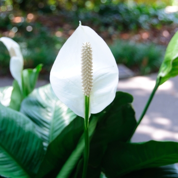 Spathiphyllum wallisii (Peace Lily) - Peace Lily