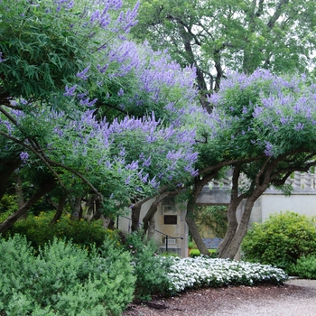 Vitex agnus-castus - Chaste Tree