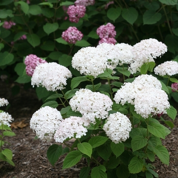 Hydrangea arborescens ''NCHA5'' PP30296 CBR6345 - Invincibelle Wee White® Smooth Hydrangea Hydrangea arborescens ''NCHA5'' PP30296 CBR6345 - Invincibelle Wee White® Smooth Hydrangea