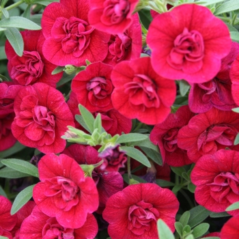 Calibrachoa (Double Calibrachoa) - Superbells® 'Double Ruby' Calibrachoa (Double Calibrachoa) - Superbells® 'Double Ruby'