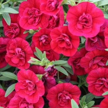 Calibrachoa (Double Calibrachoa) - Superbells® 'Double Ruby'