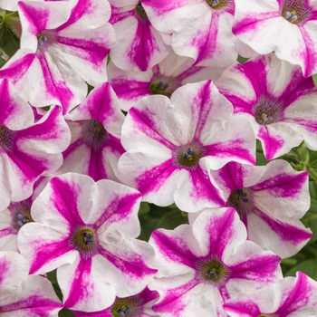 Petunia - Supertunia&reg; 'Lovie Dovie&trade;'