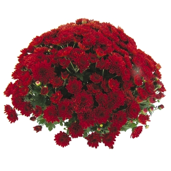 Chrysanthemum x morifolium (Garden Mum) - Sunbeam 'Chili Red' Chrysanthemum x morifolium (Garden Mum) - Sunbeam 'Chili Red'