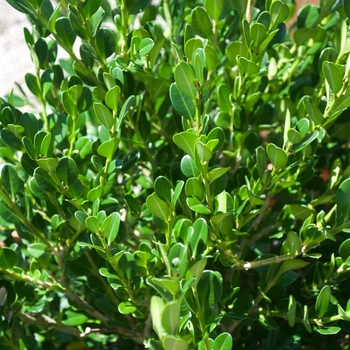 Buxus microphylla japonica - 'Winter Gem' Boxwood