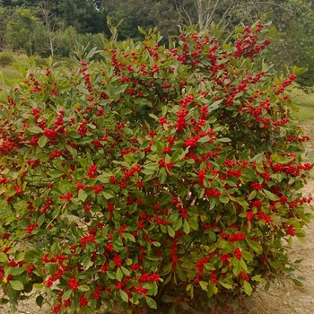 Ilex verticillata (Winterberry Holly) - Little Goblin® 'Red'
