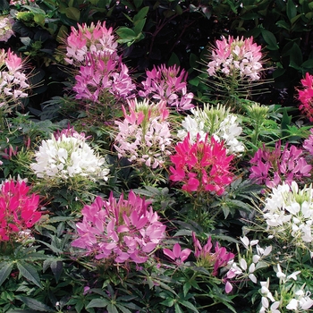 Cleome hassleriana (Spider Flower) - Sparkler™ 'Mix' Cleome hassleriana (Spider Flower) - Sparkler™ 'Mix'