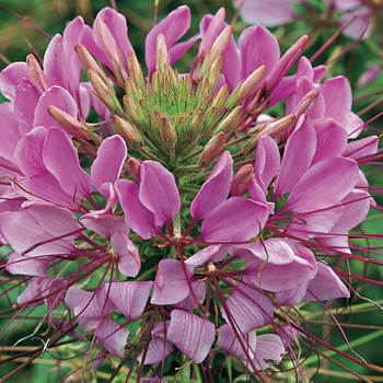 Cleome hassleriana (Spider Flower) - Sparkler™ 'Lavender' Cleome hassleriana (Spider Flower) - Sparkler™ 'Lavender'