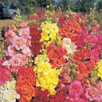 Antirrhinum majus (Snapdragon) - 'Madame Butterfly Mix' Antirrhinum majus (Snapdragon) - 'Madame Butterfly Mix'