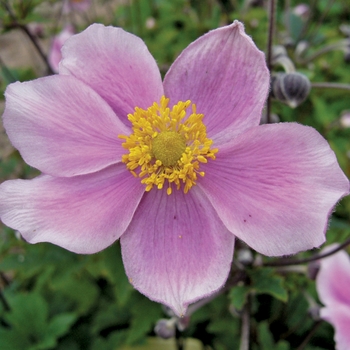 Anemone hupehensis 'Pink Saucer™' (Japanese Anemone) - Pink Saucer™ Japanese Anemone