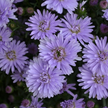Aster novi-belgii - 'Peter™ III Blue'