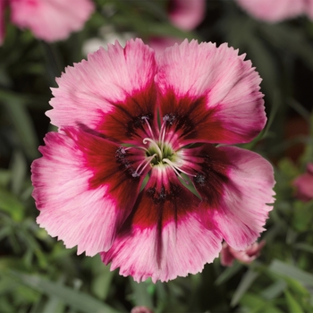 Dianthus chinensis (Pinks) - Venti Parfait&trade; 'Crimson Eye'