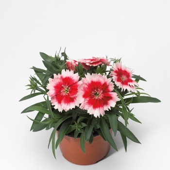 Dianthus chinensis (Pinks) - Super Parfait™ 'Red Peppermint'
